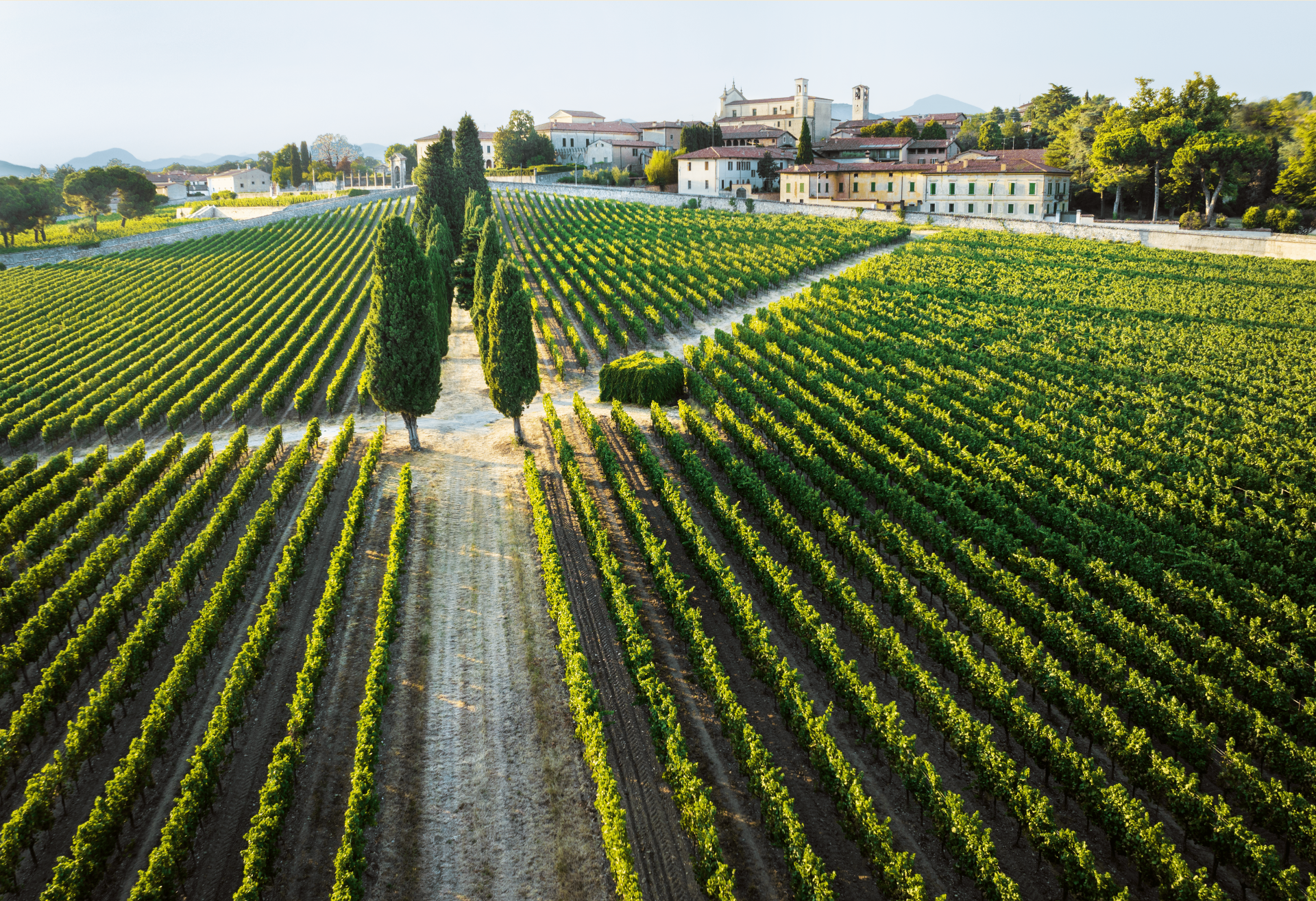 Bellavista - Ethica Wines | Italian Roots. Global Reach.
