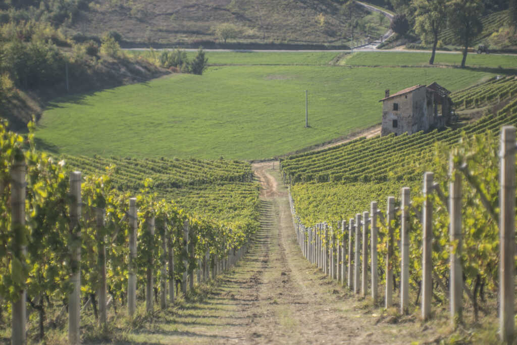 Ottosoldi Vineyard