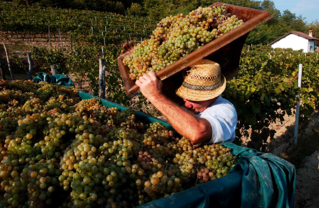 Ottosoldi Harvest